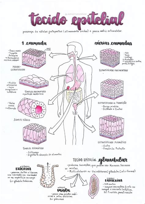 Tecido Epitelial Resumo Tejidos Del Cuerpo Humano Libros De