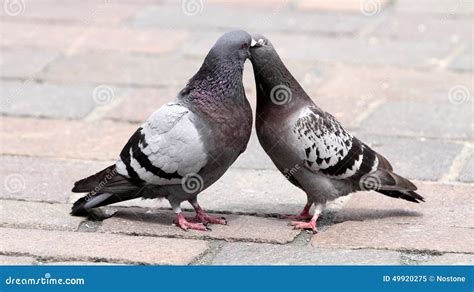 Pair Of Dove Stock Image Image Of Birds Environment 49920275