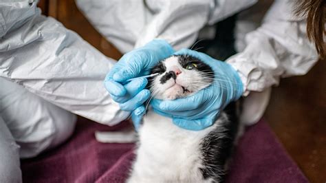 Study Shows Case Of Likely Cat To Human Virus Spread But Risk Remains