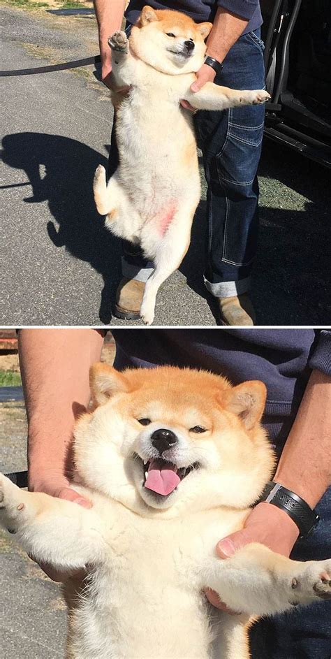 The Greatest Collection Of Shiba Inu Moments Caught On Camera Ever