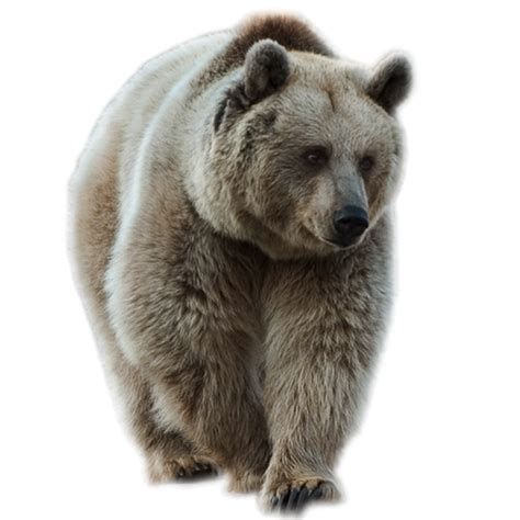 Brown Bear PNG Image - PurePNG | Free transparent CC0 PNG Image Library png image