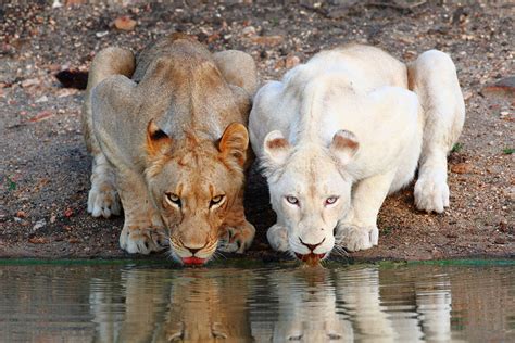 48 Albino Animals That Dont Need Color To Look Cool Bored Panda