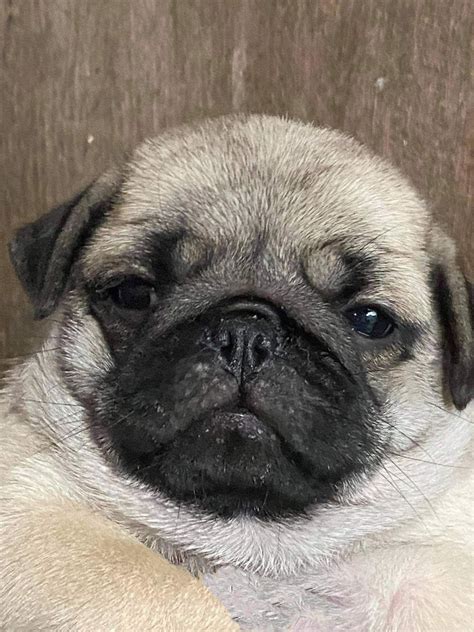 แชร์ประสบการณ์การเลี้ยงหมาพันธุ์ Pug เลี้ยงยังไงให้แข็งแรงและไม่อ้วน