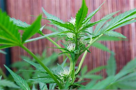 Anatomía De Las Plantas De Marihuana Todas Partes Tallo Flores Hojas