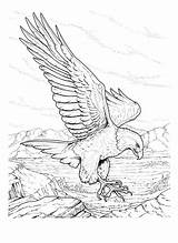Coloring Pages Eagle Bald Printable Memorial Kids Drawing Print Bird Usa Printables Adult Color Birds Drawings Sheets Wood Burning Patterns sketch template