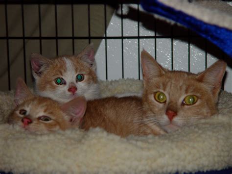 Taming Feral Cats Kittens 20 Why Do Older Female Kittens Seem