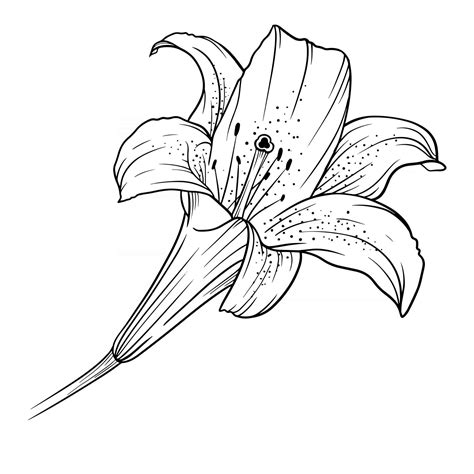 Lily Flower Outline Lilies Line Art Line Drawing 3338498 Vector Art At