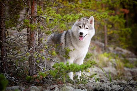 Social Network For Professional Photographers Siberian Husky Dog