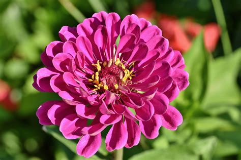 Best Grown Flowers That You Can Plant In April Gardening Sun