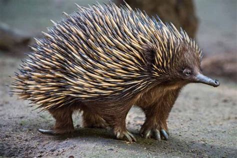 10 Most Amazing Animals With Spikes Depth World