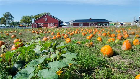 Pumpkin Patch Ramseyer Farms