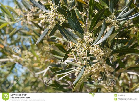 Olive Tree Flowers In Olive Grove Stock Photo Image Of Petals