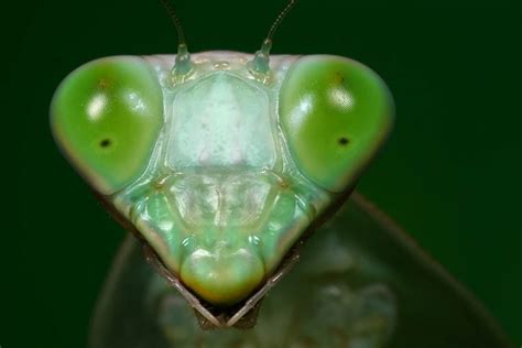The Incredible Praying Mantis 25 Pics Twistedsifter