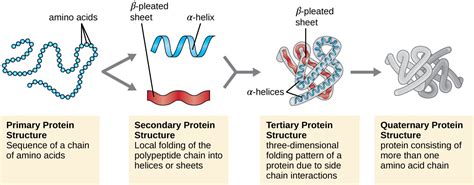 Proteins Microbiology