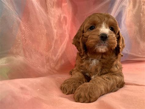 Dark Red Female Cockapoos For Sale White Markings Ia Mn Wi