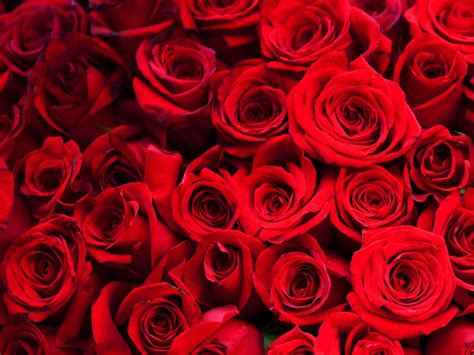 Free Download Red Roses Backgrounds X For Your Desktop Mobile Tablet Explore