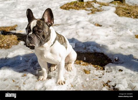 French Bulldog Walking On The Street Looking At Me Stock Photo Alamy