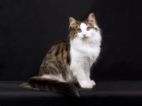 Norwegian Forest Cat Breed Size Appearance And Personality
