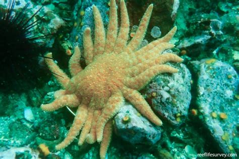Pycnopodia Helianthoides Sunflower Star Reef Life Survey