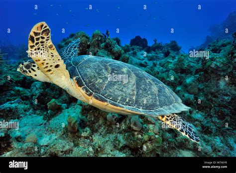 Hawksbill Turtle Eretmochelys Imbricata Swimming Over Reef San Salvador Island Colombus