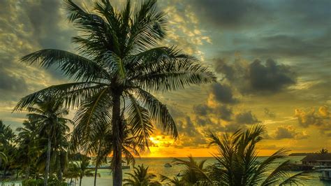 1366x768 Maldives Palms Trees 1366x768 Resolution Wallpaper Hd