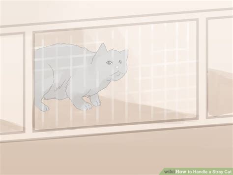 3 Ways To Handle A Stray Cat Wikihow