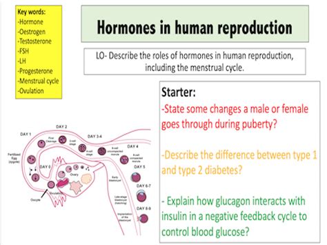 Hormones In Human Reproduction Teaching Resources