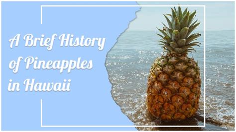 A Brief History Of Pineapples In Hawaii Hawaii Ocean Project Maui