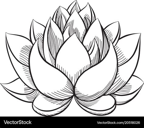 Lotus Flower Bloom Royalty Free Vector Image Vectorstock