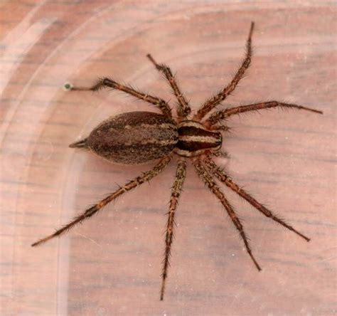 Brown Recluse Spider Animals Bats And Spiders Pinterest Brown