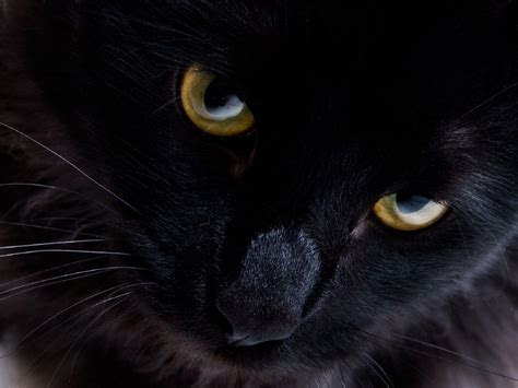47 Black Cat Images Wallpaper Furry Kittens