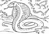 Cobra King Coloring Snake Printable Pages sketch template