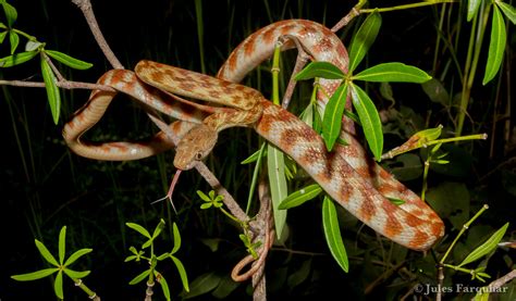 Brown Tree Snake Boiga Irregularis Night Tiger Pattern Flickr