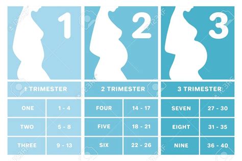 Pregnancy Trimesters Weeks Chart Calendar Template 2022 Gambaran