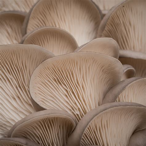 Oyster Mushrooms Health Topics