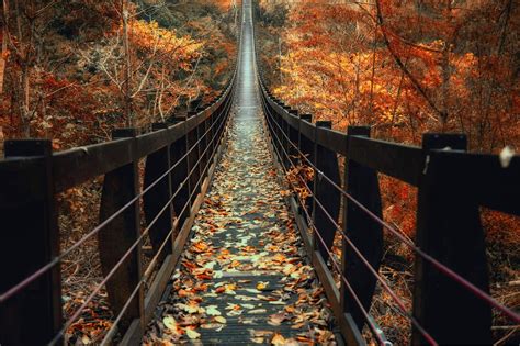 Nature Photography Landscape Fall Bridge Wooden Surface Leaves