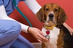 Vetmedin für Hunde: Anwendung, Dosierung & Nebenwirkungen