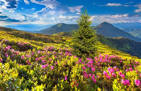 Magic Pink Rhododendron Flowers Stock Image Image Of Heaven