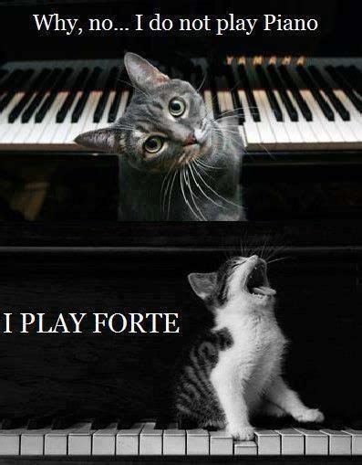 For My Music Geeks Who Like Cats Humour Drole Hautbois Humour