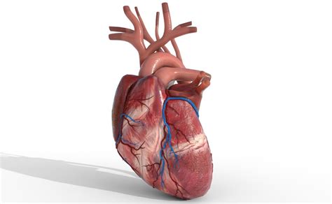 Artem Tiugashov Human Heart Animated Pbr