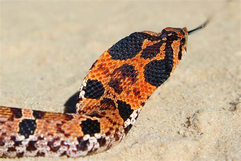 Eastern Hognose Snake Eastern Hognose Snake Heterodon Pla Flickr