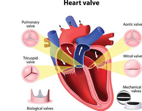 Heart Valve Illustrations Royalty Free Vector Graphics