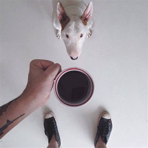 A Person Holding A Coffee Cup In Front Of A Dogs Head