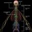 Skeleton Anatomy & Nervous System  Rigged – MotionCow