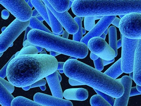 Listeria Causes Signs Symptoms Outbreak Treatment