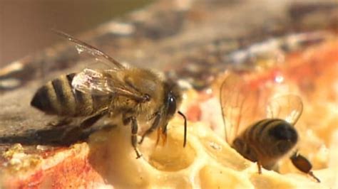 New Farming Guidelines In Place To Protect Honeybees Cbc News
