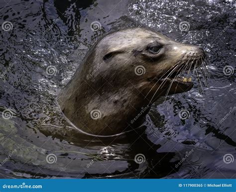 California Sea Lions Stock Image Image Of Brown Eared 117900365