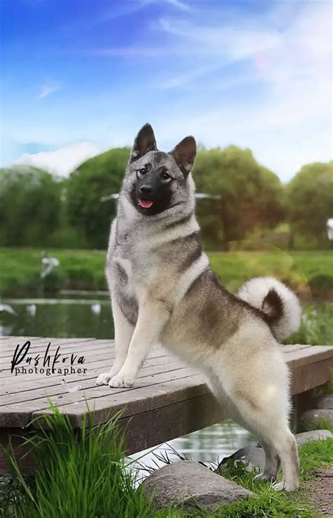 Norwegian Elkhound Dog Breed Info Guide And Care