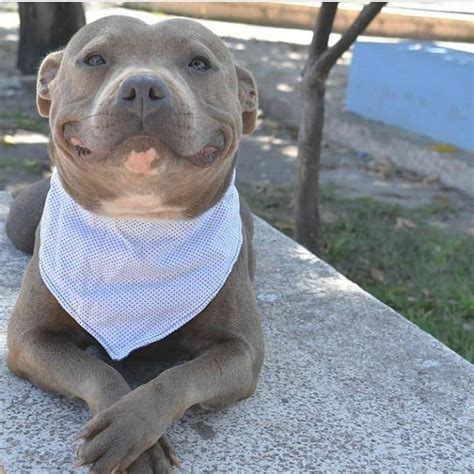 A Very Happy Pibble With A Beautiful Smile Pitbulls