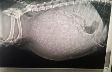 23 Stunning Animal Pregnant X Rays That Are Both Adorable And Scary